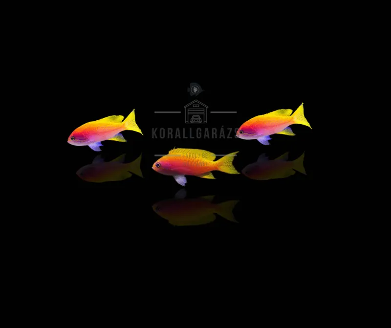 Pseudanthias Bimaculatus